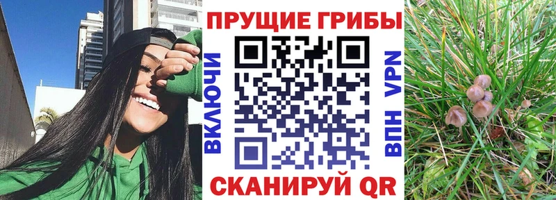 Галлюциногенные грибы Psilocybe Ачхой-Мартан